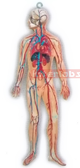 HANGING HUMAN VEIN BLOOD CIRCULATION MODEL